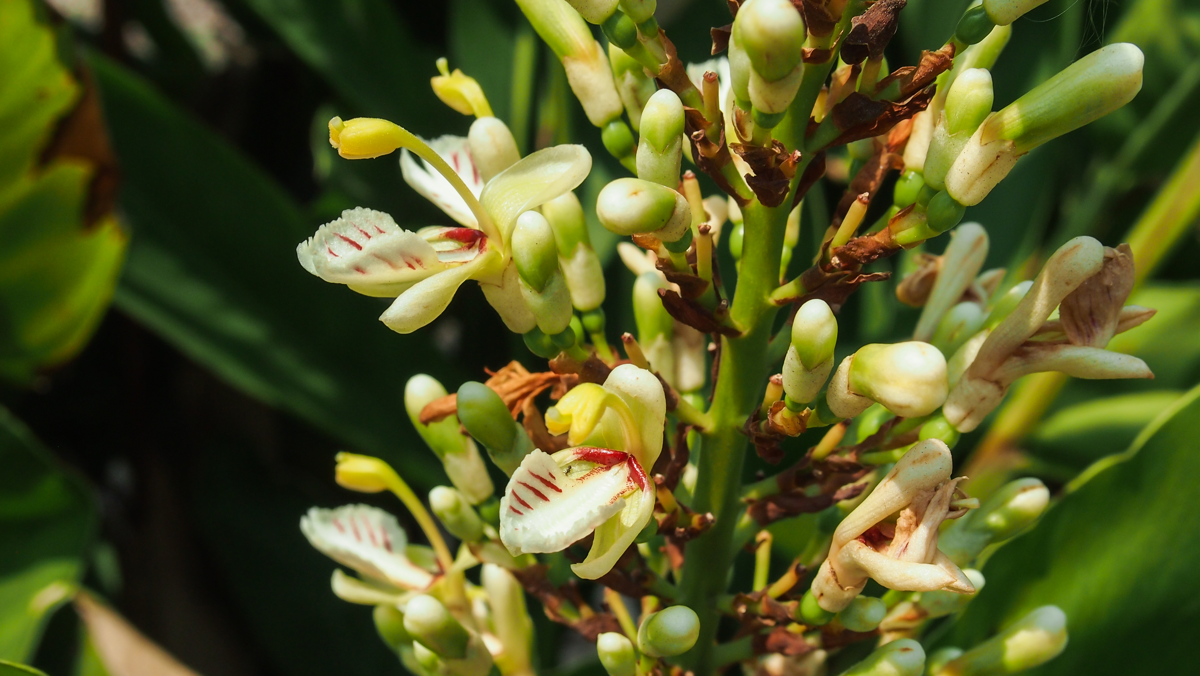 ข่าตาแดง Alpinia siamensis K. Schum.<br/>Zingiberaceae