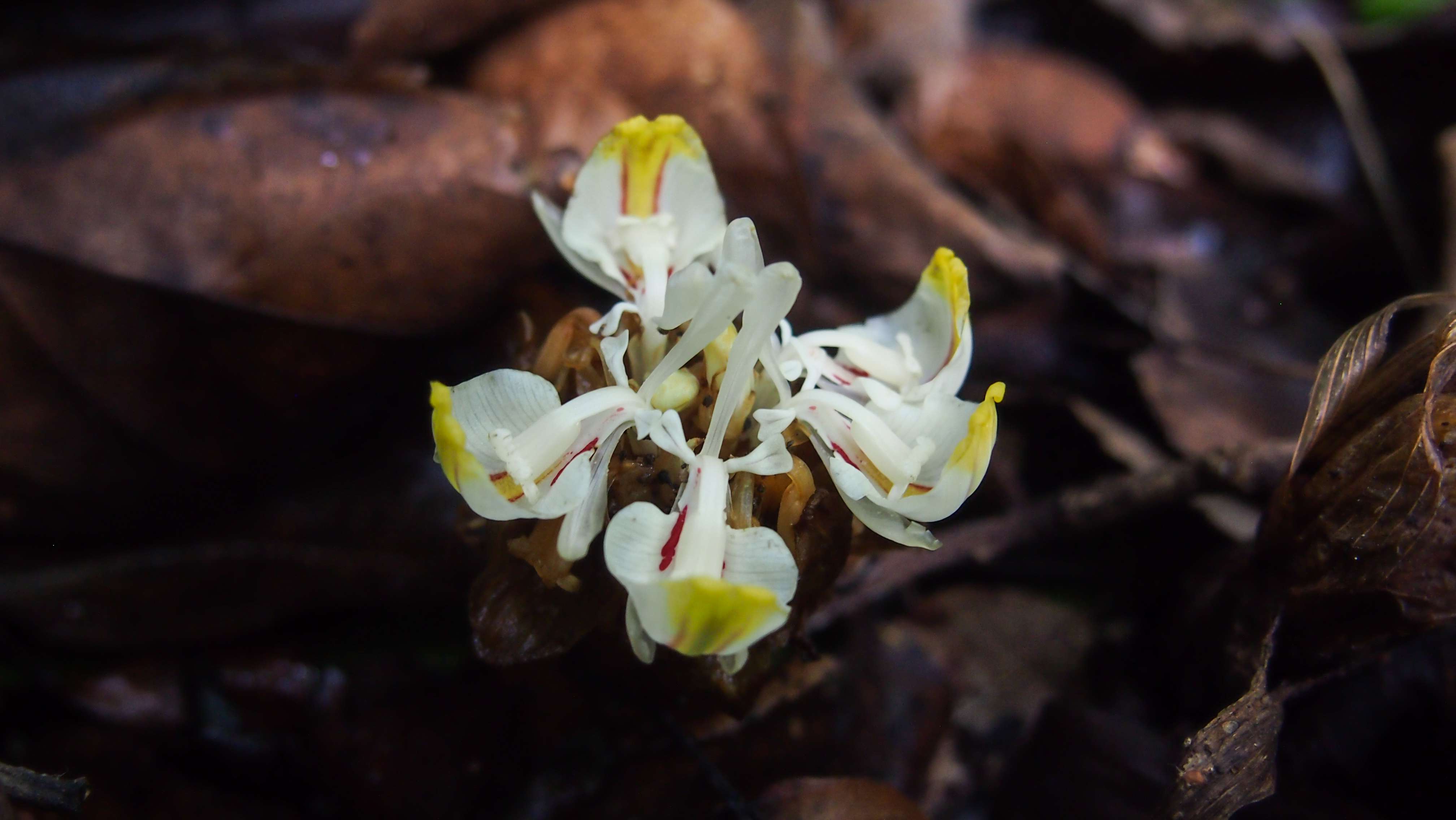 เร่ว Amomum uliginosum K.D. Konig<br/>Zingiberaceae