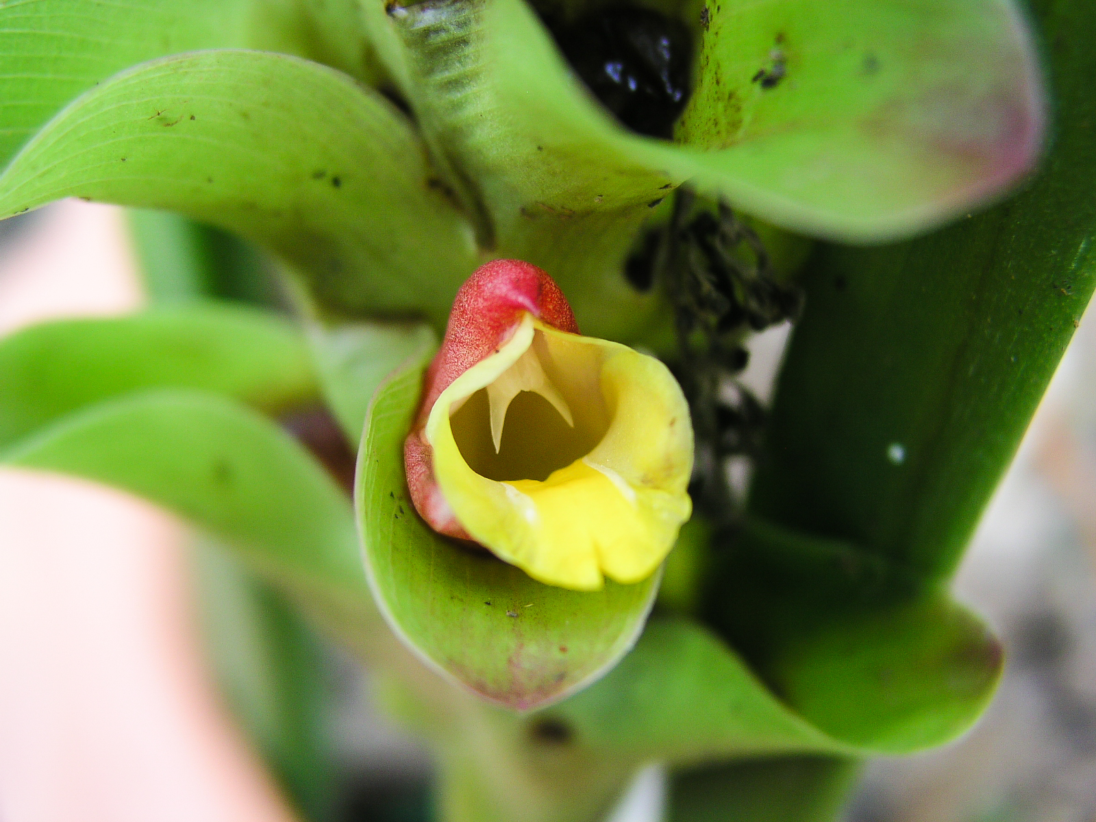 เปราะทอง Cornukaempferia aurantiifolia Mood & K.Larsen<br/>Zingiberaceae