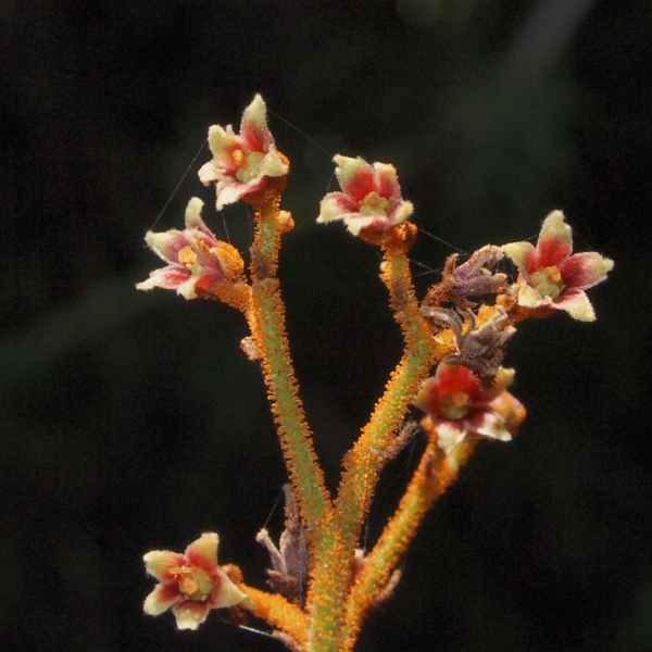 ปลาไหลเผือก Eurycoma longifolia Jack<br/>SIMAROUBACEAE