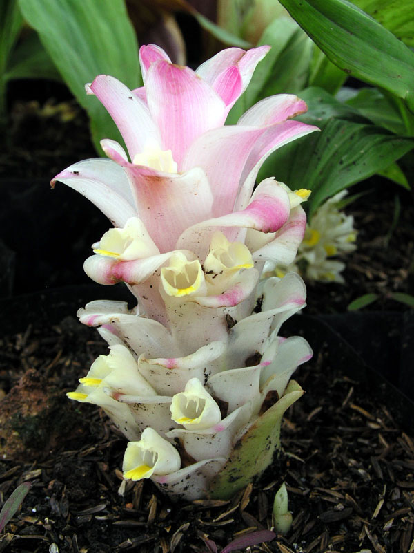 ว่านชักมดลูก Curcuma comosa Roxb.        <br/>ZINGIBERACEAE