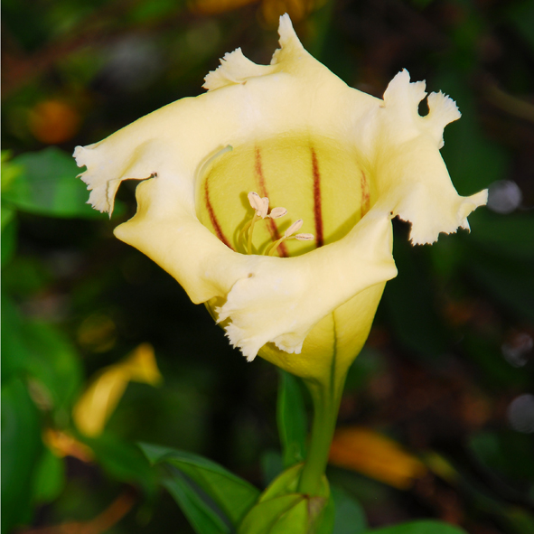 ถ้วยทอง Solandra grandiflora Swartz<br/>Solanaceae