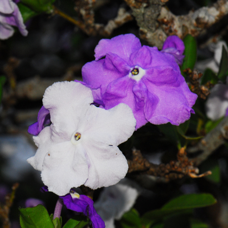 พุดสามสี Brunfelsia uniflora (Pohl) D. Don<br/>SOLANACEAE