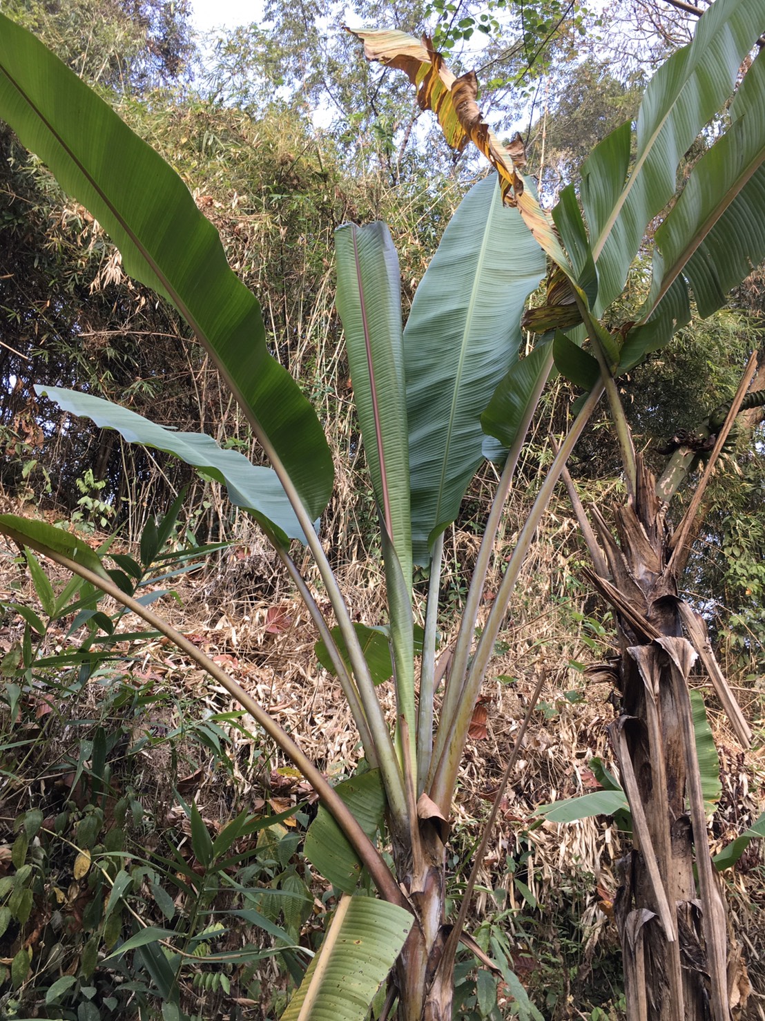 กล้วยป่าระนอง Musa acuminata Colla ssp. microcarpa  (Becc.) Simmonds (กล้วยป่าระนอง)<br/>MUSACEAE