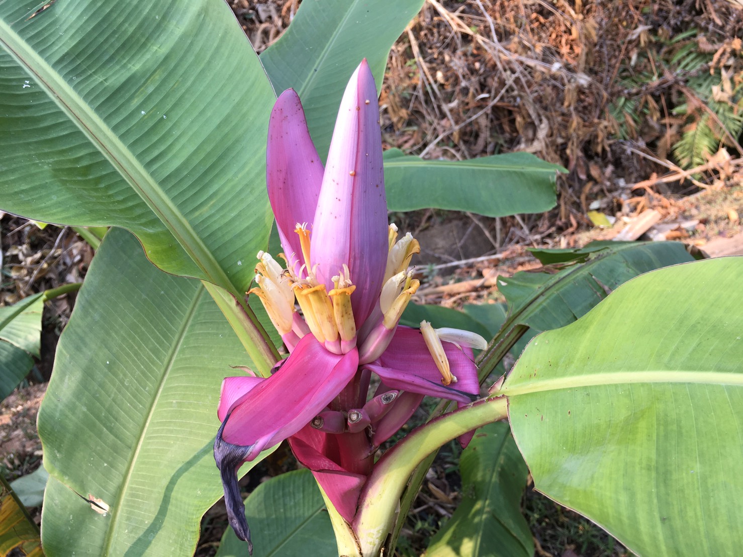 กล้วยบัวสีม่วง Musa ornata  Roxb. ‘Royal purple’ <br/>MUSACEAE