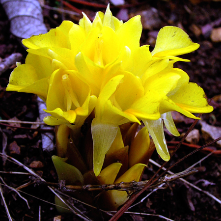 กระเจียวเหลือง  Curcuma flaviflora S.Q. Tong<br/>ZINGIBERACEAE