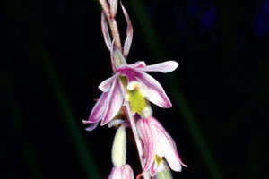 แห้วชะครู Pachystoma pubescens Blume<br/>ORCHIDACEAE