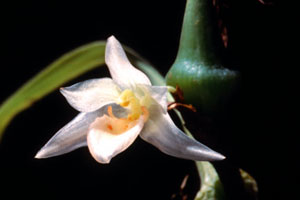เอื้องรงรองดอกส้ม Panisea uniflora (Lindl.) Lindl.<br/>ORCHIDACEAE