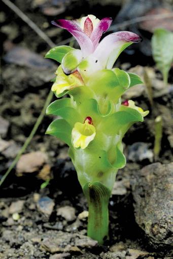 อาวแดง Curcuma angustifolia Dalzell & A.Gibson<br/>ZINGIBERACEAE