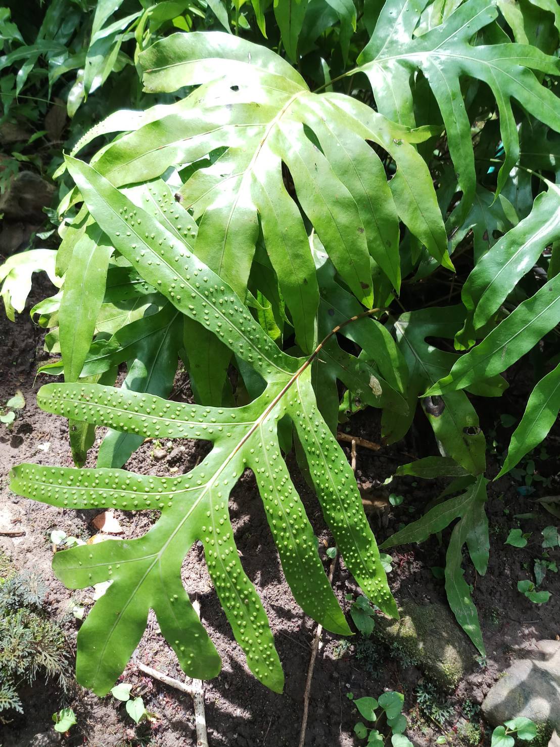 ยายแพก Phymatosorus scolopendria (Burm.f.) Pic.Serm.<br/>Polypodiaceae