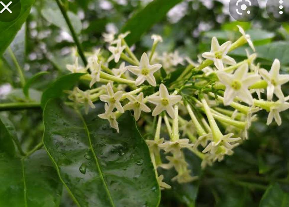 ราตรี Cestrum nocturnum L. <br/>SOLANACEAE