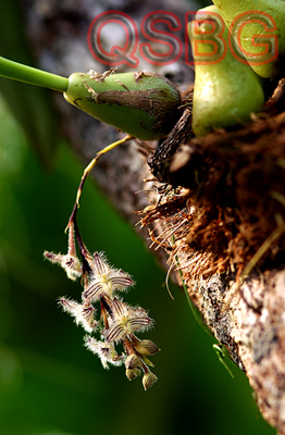 สิงโตลินเลย์ Bulbophyllum lindleyanum Griff.<br/>ORCHIDACEAE