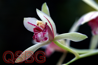 ตุ๊กตาร่อนเร่ Cymbidium lancifolium Hook.<br/>ORCHIDACEAE