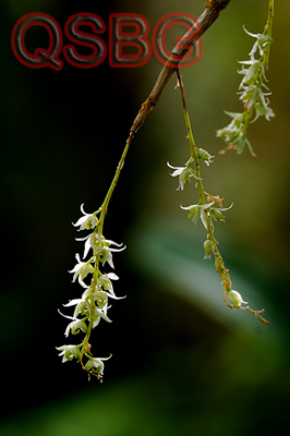 เอื้องเศวตสอดสี Dendrobium pychnostachyum Lindl.<br/>ORCHIDACEAE