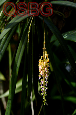 เอื้องช่อมะม่วง Cleisostoma racemiferum (Lindl.) Garay<br/>ORCHIDACEAE