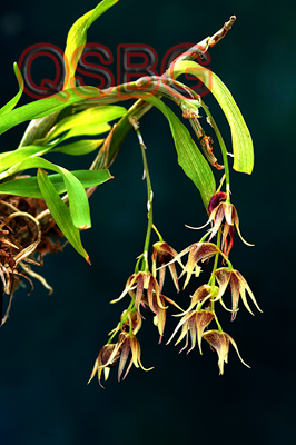 เอื้องเย้าลม Dendrobium strongylanthum Rchb.f.<br/>ORCHIDACEAE