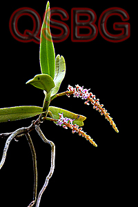 เข็มหนู Smitinandia micrantha (Lindl.) Holtt.<br/>ORCHIDACEAE