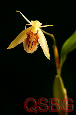 เอื้องเทียนใบรี Coelogyne fimbriata Lindl.<br/>ORCHIDACEAE