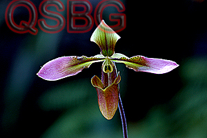 รองเท้านารีคางกบคอแดง Paphiopedilum appletonianum (Gower) Rolfe<br/>ORCHIDACEAE