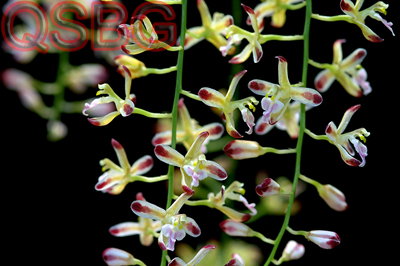 เอื้องนมหนู Acriopsis liliifolia (J. Koenig) Ormerod<br/>ORCHIDACEAE