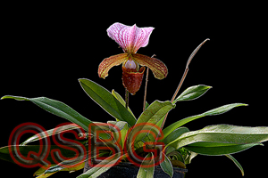 รองเท้านารีดอยตุง Paphiopedilum charlesworthii (Rolfe) Pfitzer<br/>ORCHIDACEAE