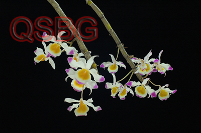 เอื้องนางฟ่อน Dendrobium crystallinum Rchb.f.<br/>ORCHIDACEAE