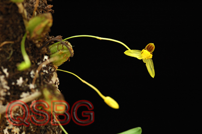 สิงโตลิ้นเหลือง Bulbophyllum tenuifolium (Blume) Lindl.<br/>ORCHIDACEAE