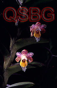 เคราสิงห์แก้มลาย Pelatantheria ctenoglossa Rindl.<br/>ORCHIDACEAE