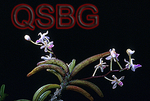 เอื้องหวีทอง Stereochilus dalatensis (Guill.) Garay<br/>ORCHIDACEAE