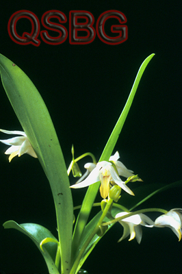 เอื้องกระเพาะปลา Eria acervata Lindl.<br/>ORCHIDACEAE