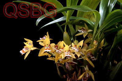 เอื้องเทียนลำเขียว Coelogyne lentiginosa Lindl.<br/>ORCHIDACEAE