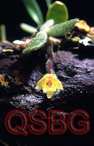 สามก้อม Trichotosia dasyphylla (Par. & Rchb.f.) Krzl.<br/>ORCHIDACEAE