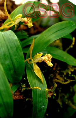 เอื้องเทียนใบบาง Coelogyne schilleriana Rchb.f.<br/>ORCHIDACEAE