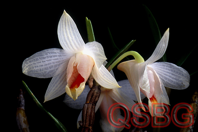 เอื้องแซะภูกระดึง Dendrobium christyanum Rchb.f.<br/>ORCHIDACEAE