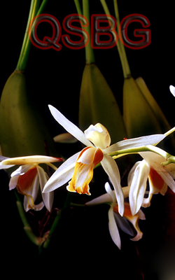 เอื้องหมาก Coelogyne trinervis Lindl.<br/>ORCHIDACEAE