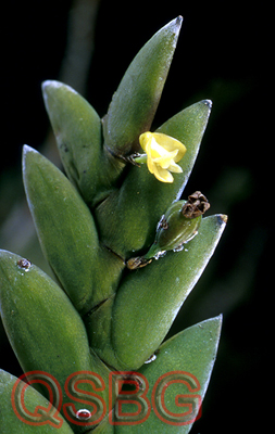 ก้างปลา Dendrobium indivisum var. pallidum Seidenf.<br/>ORCHIDACEAE