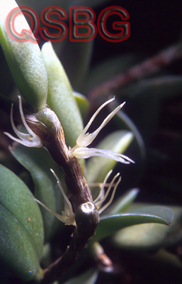 สิงโตสายสร้อย Bulbophyllum sessile (Koen) J. J. Sm.<br/>ORCHIDACEAE