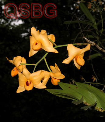 เอื้องจำปา Dendrobium moschatum (Buch.-Ham.) Sw.<br/>ORCHIDACEAE