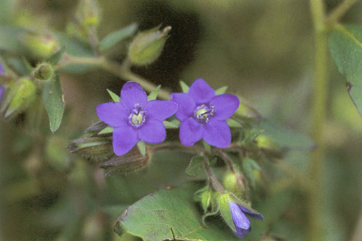 ปอผี Hydrolea zeylanica (L.) Vahl<br/>HYDROPHYLLACEAE