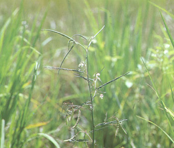 โสนหางไก่ Aeschynomene indics L.<br/>FABACEAE (LEGUMINOSAE-PAPILIONOIDEAE)