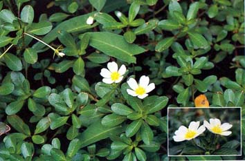 แพงพวยน้ำ Ludwigia adscendens (L.) H.Hara<br/>ONAGRACEAE