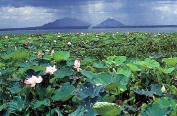 บัวหลวง Nelumbo nucifera Gaertn.<br/>NELUMBONACEAE