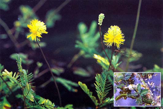 ผักกระเฉด Neptunia oleracea Lour.<br/>FABACEAE (LEGUMINOSAE-MIMOSOIDEAE)