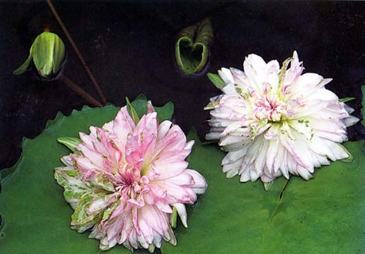 จงกลนี Nymphaea sp.<br/>NYMPHAEACEAE