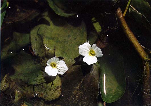 สันตะวาใบพาย Ottelia alismoides (L.) Pers.<br/>HYDROCHARITACEAE