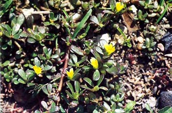 ผักเบี้ยใหญ่ Portulaca oleraceae L.<br/>PORTULACACEAE