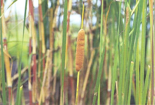 ธูปฤาษี Typha angustifolia L.<br/>TYPHACEAE