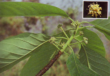 คางคาก Nyssa javanica (Bl.) Wang.<br/>NYSSACEAE