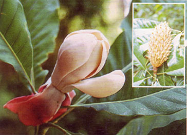 ตองแข็ง Talauma hodgsonii Hook.f. & Thoms.<br/>MAGNOLIACEAE