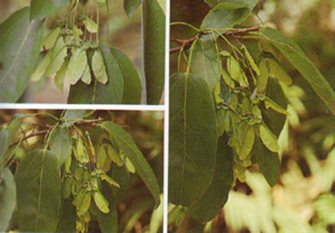 ก่วม Acer oblongum Wall.ex DC.<br/>ACERACEAE